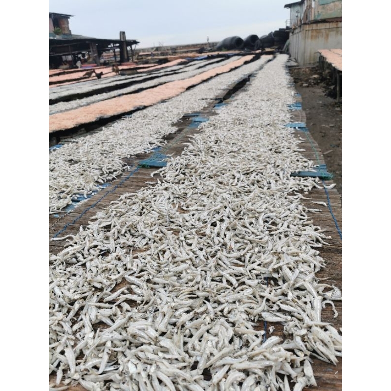 

Teri jengki tanggung 500