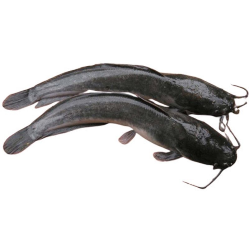 

ikan lele 500 gr isi 4-5 ekor/ aneka sayur segar semarang
