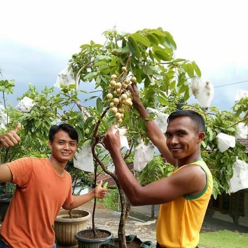 Pupuk Booster Organik Pelebat Buah Kelengkeng Dan Perangsang Agar Cepat Berbuah