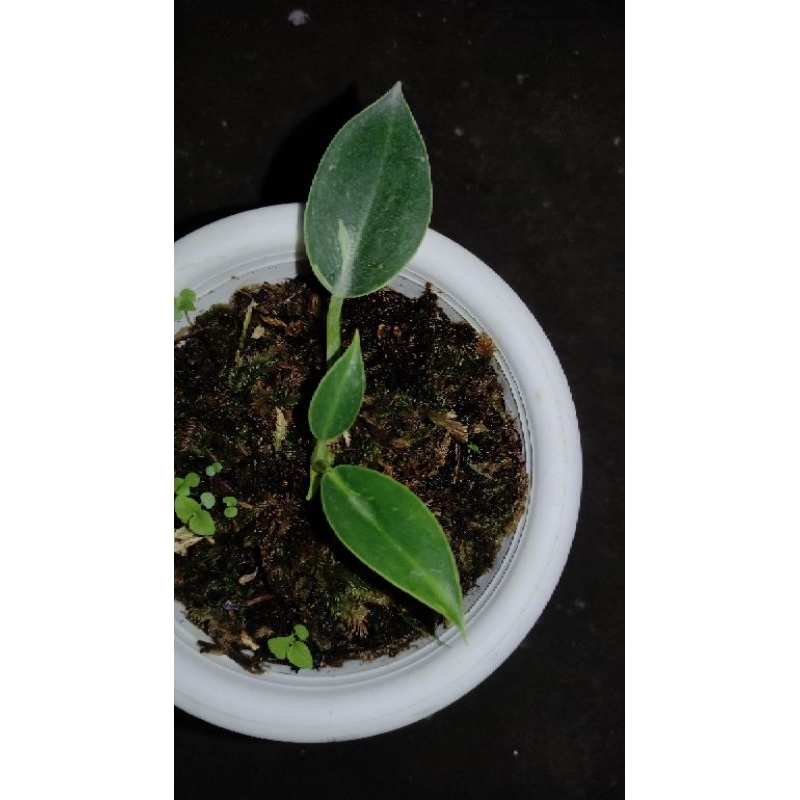 philodendron Green Congo varigata