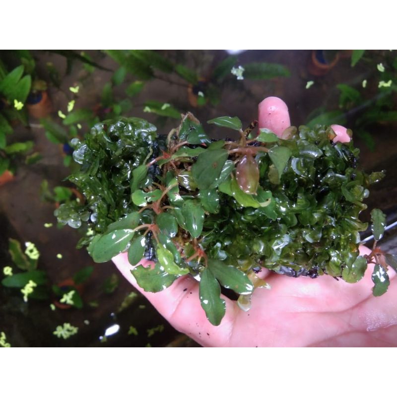 anubias sp Gren+Buce /Buce + pelia lempeng