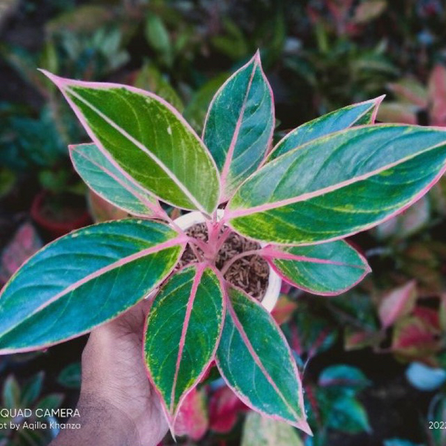 Tanaman aglonema lipstik puding / Manilompek aglonema / pohon dewasa berdaun 6-9