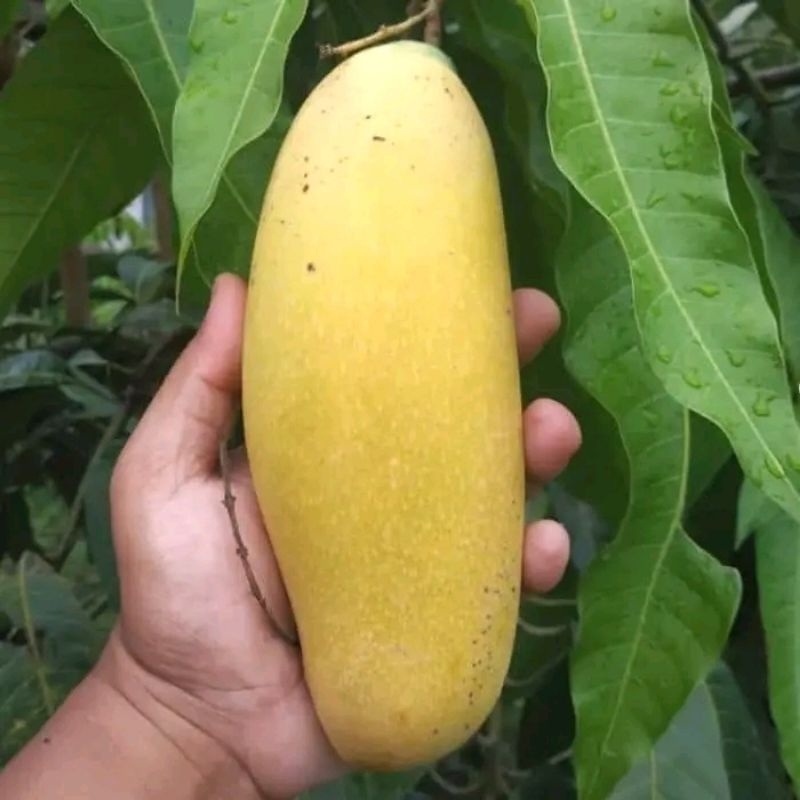 Bibit Tanaman Mangga Golek Madu Hasil Okulasi Mudah Berbuah Tabulampot