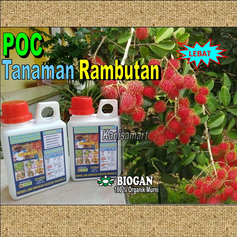 Pupuk Penyubur Perangsang dan Pelebat Tanaman Buah Rambutan - Pupuk Biogan Kemasan 500ml