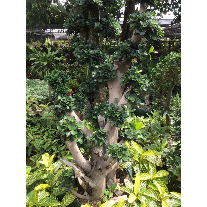 Bonsai Beringin Dollar Taman