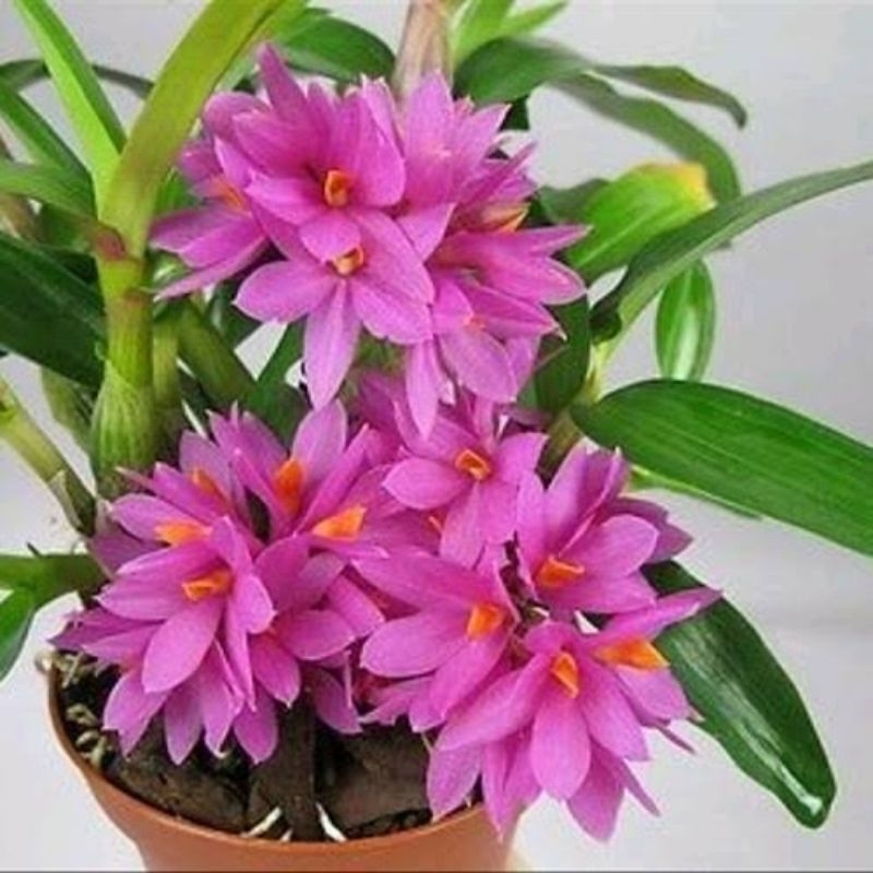 anggrek dendrobium hibiki