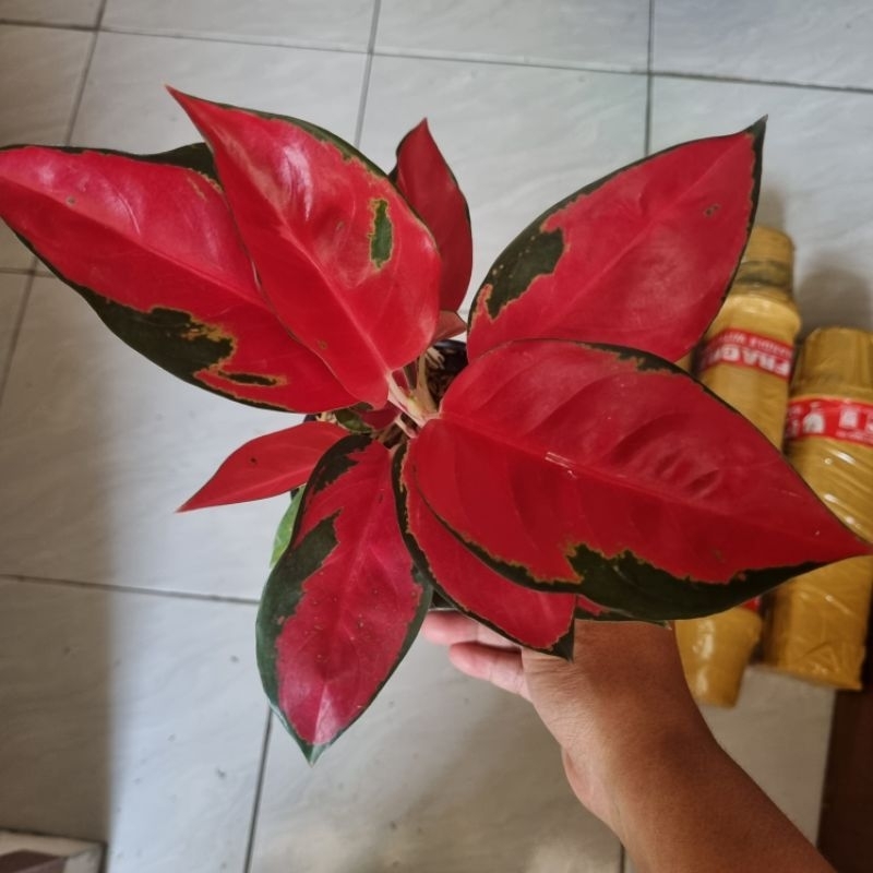 Aglonema suksom jaipong bawa anak