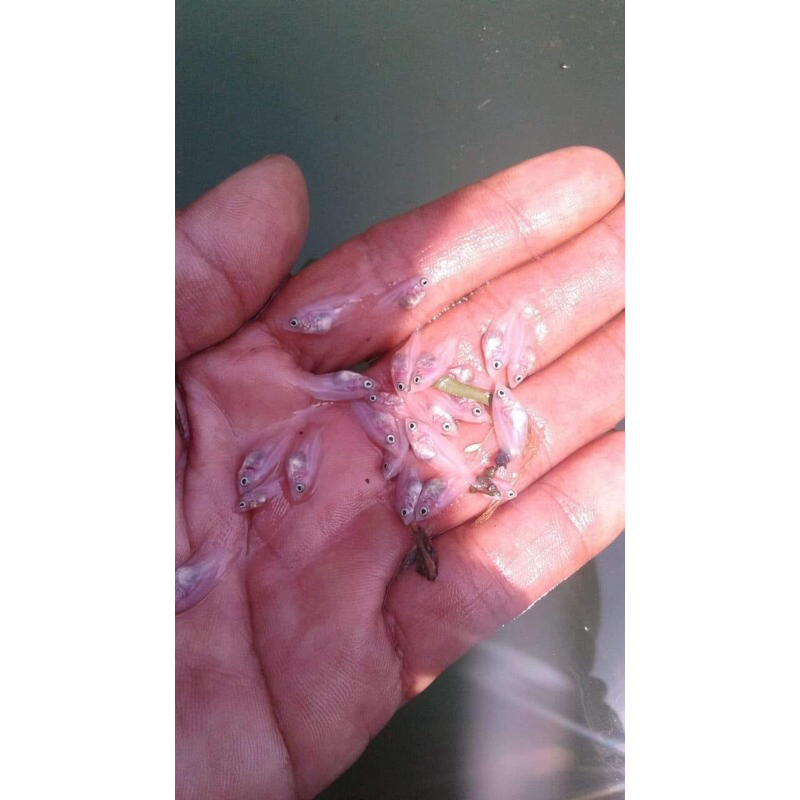 Gurame Padang nguaci paketan murah