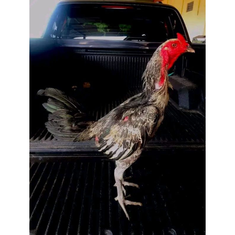 TELUR AYAM BANGKOK YOKERE UNTUK DITETASKAN