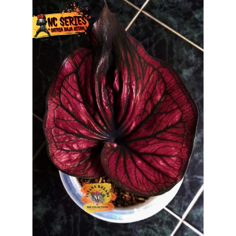 anakan keladi Satria Baja Hitam