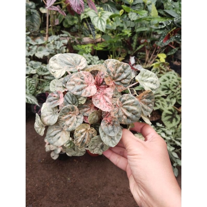Tanaman Peperomia Pink Lady