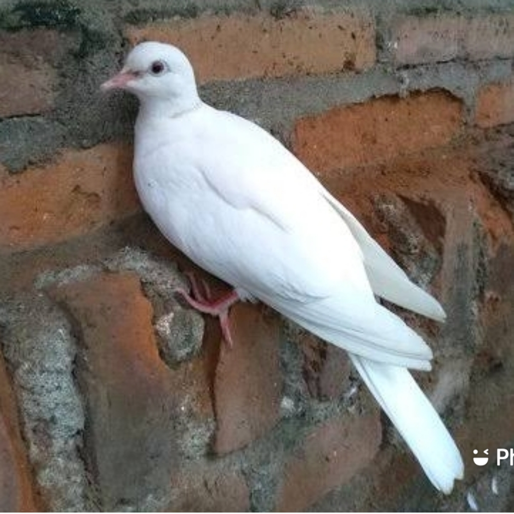 BURUNG PUTER COKLAT PUTIH IRAK