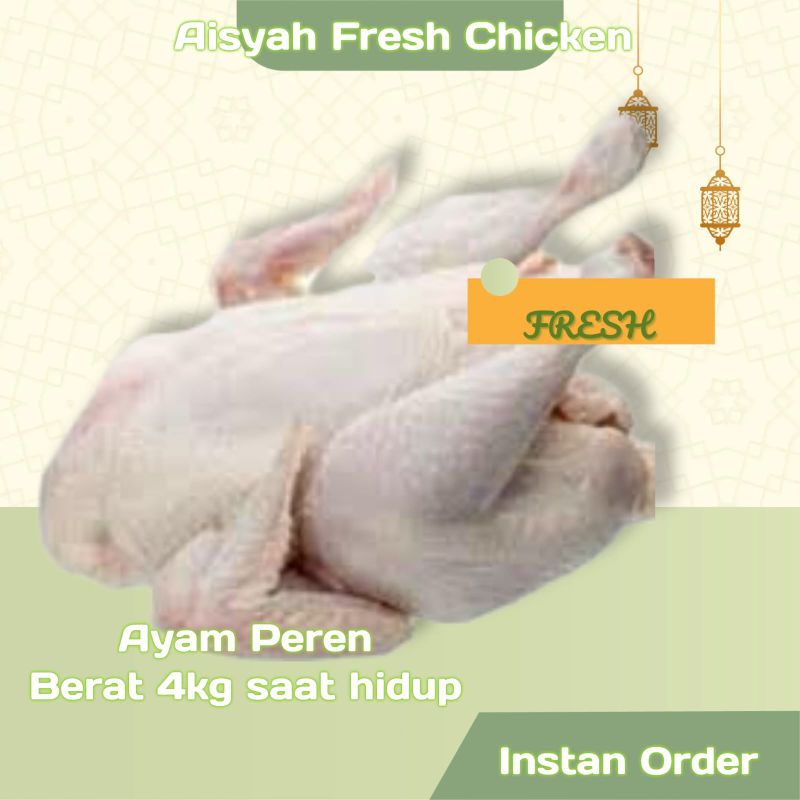 

Daging Ayam potong Peren Petelur utuh fresh Termurah