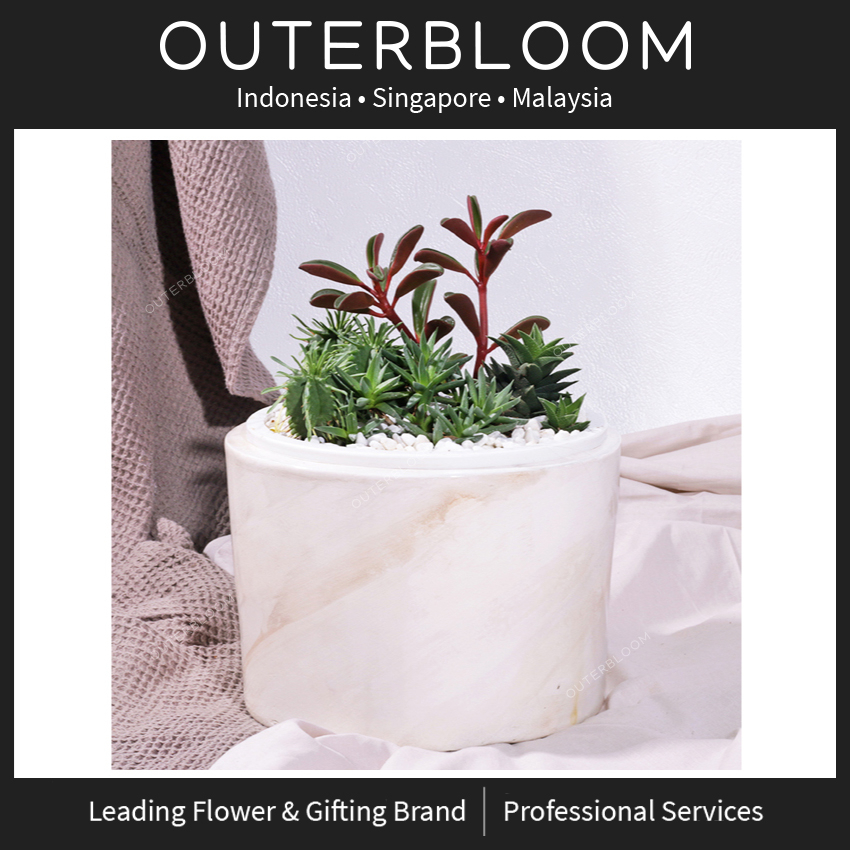 

Hampers Natal - Outerbloom Sugar Sand Succulent