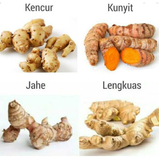 

Paket jahe, kunyit, lengkuas, kencur