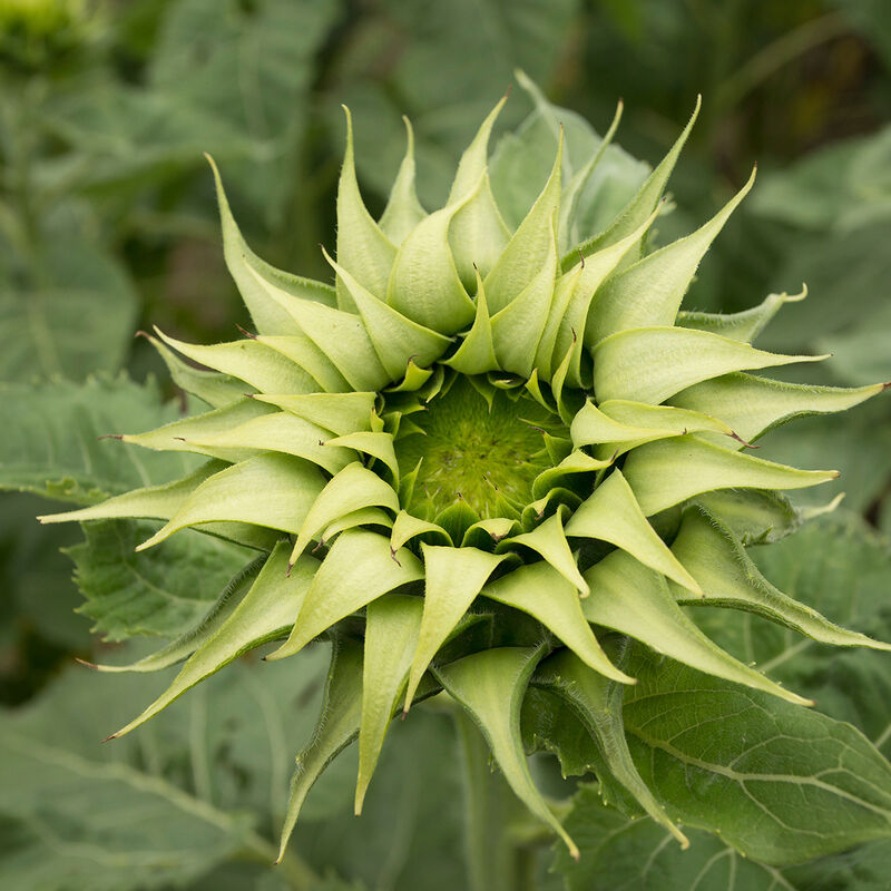 Benih Bibit Biji - Sunflower SunFill™ Green – A Bouquet Green Filler Bunga Matahari Seeds - IMPORT