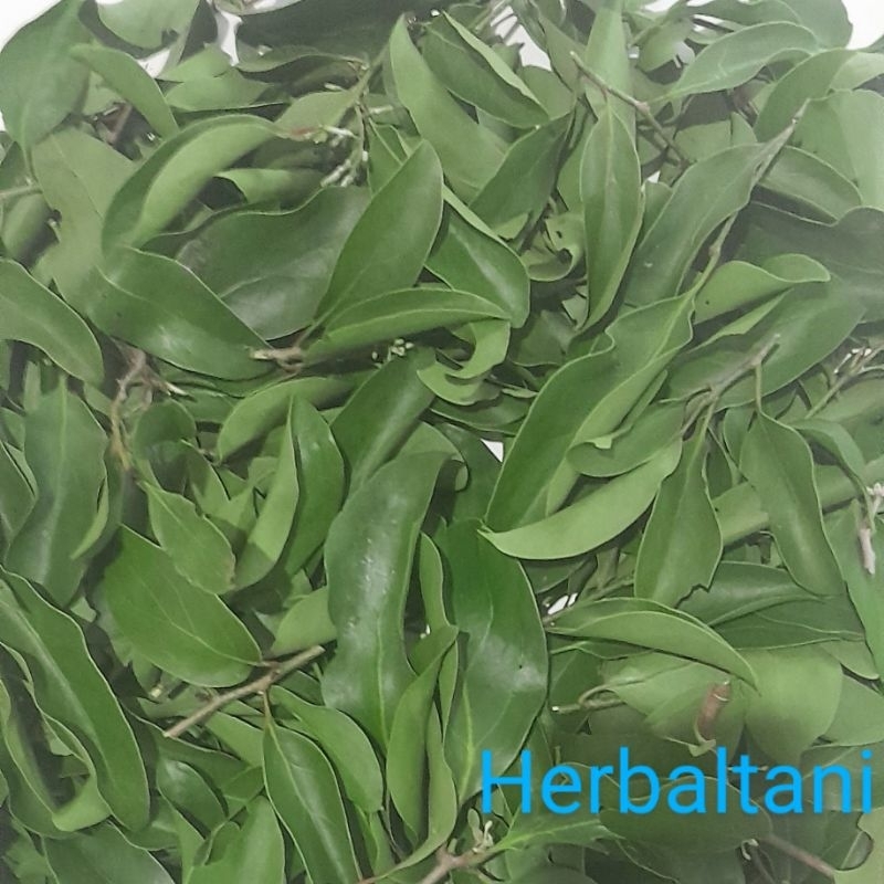 

benalu jeruk nipis segar 250 gram