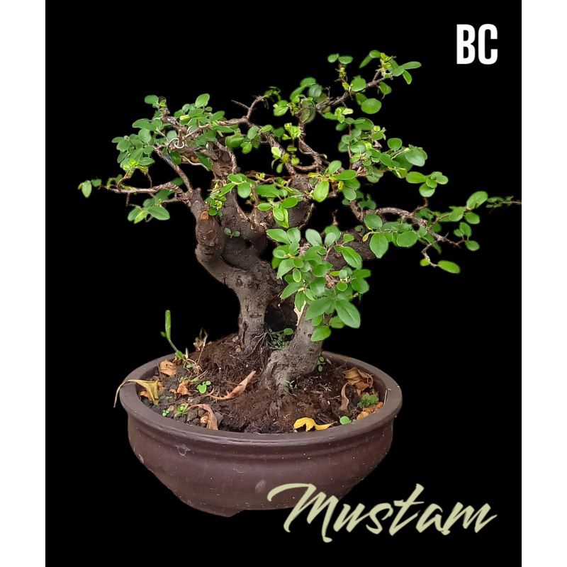 Bonsai Mustam siap pajang