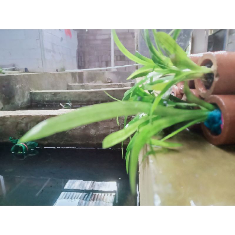 subulata 4 pot / sudah pakai pot per 4 pcs