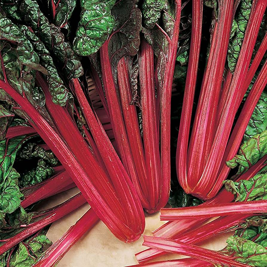 Benih Bibit Biji - Swiss Chard Rhubarb Seeds - IMPORT