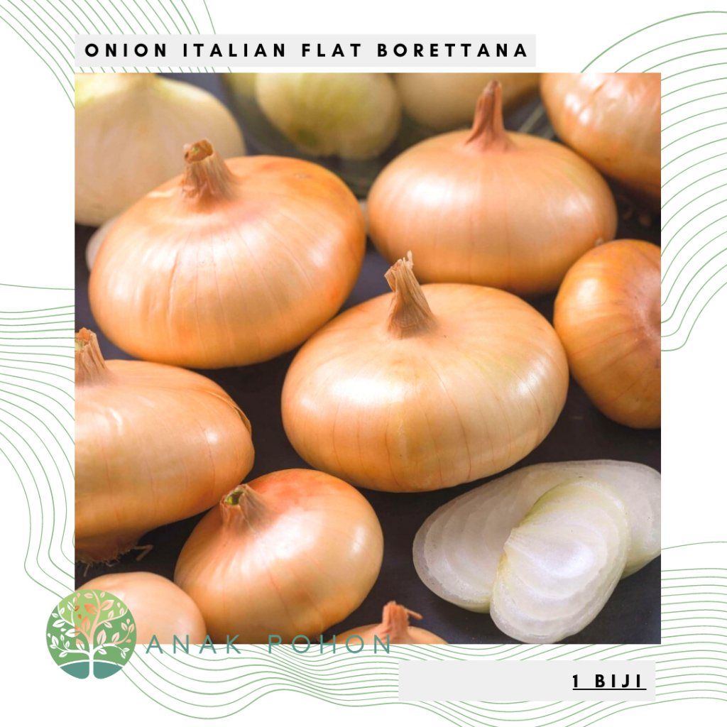 Benih Bibit Biji - Onion Italian Flat Borettana Bawang Bombay Pipih Seeds - IMPORT