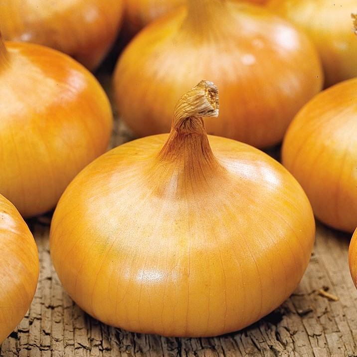 Benih Bibit Biji - Onion Italian Flat Borettana Bawang Bombay Pipih Seeds - IMPORT