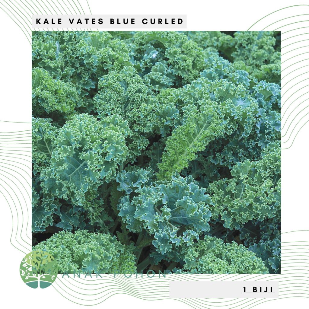 Benih Bibit Biji - Kale Borecole Vates Blue Curled Seeds - IMPORT