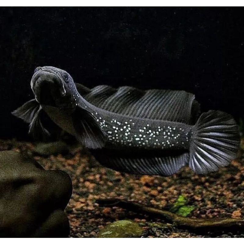 channa Asiatica ws full mutiara size 10-12cm bonus packing bubbllewrep