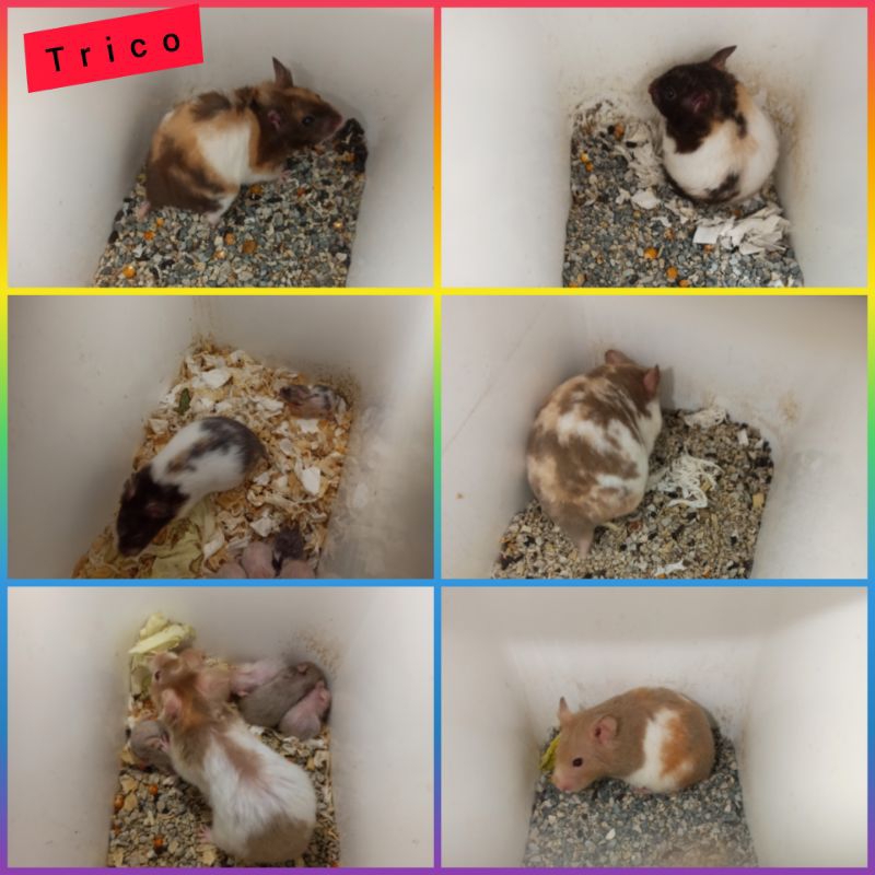 hamster syrian trico tricolor tortois yb fujiyama satin