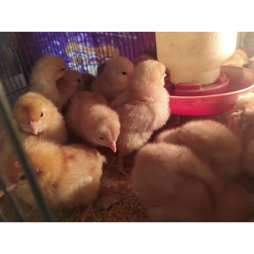 Doc Petelur Anak Ayam Petelur 1 Box isi 102 ek Khusus Bandung