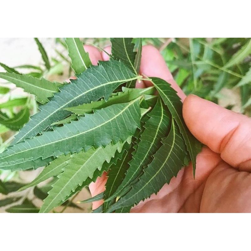 

Daun mimba organik daun dipetik dadakan