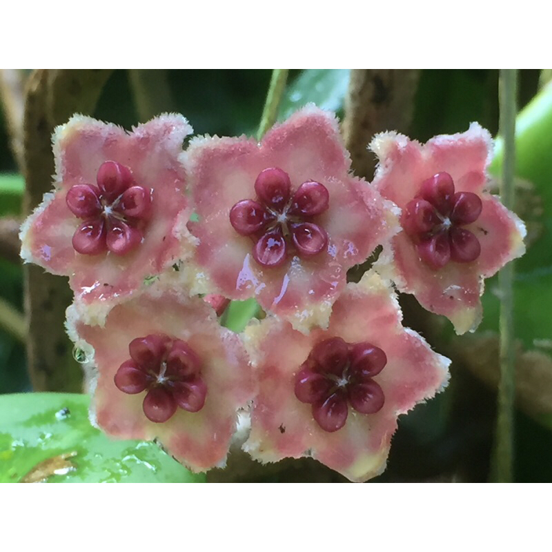 Hoya excavata/obovata