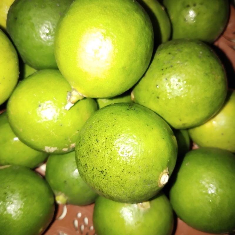 

Jeruknipis
