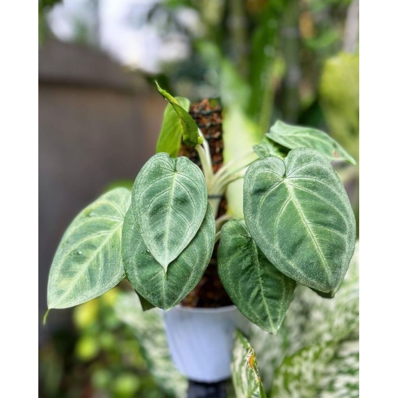 Tanaman hias Syngonium Frosted Heart || ORIGINAL || Syngonium Machrophyllum