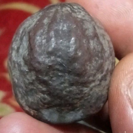 MUNCANG ADU/KEMIRI ADU YANTI MURAH ORI