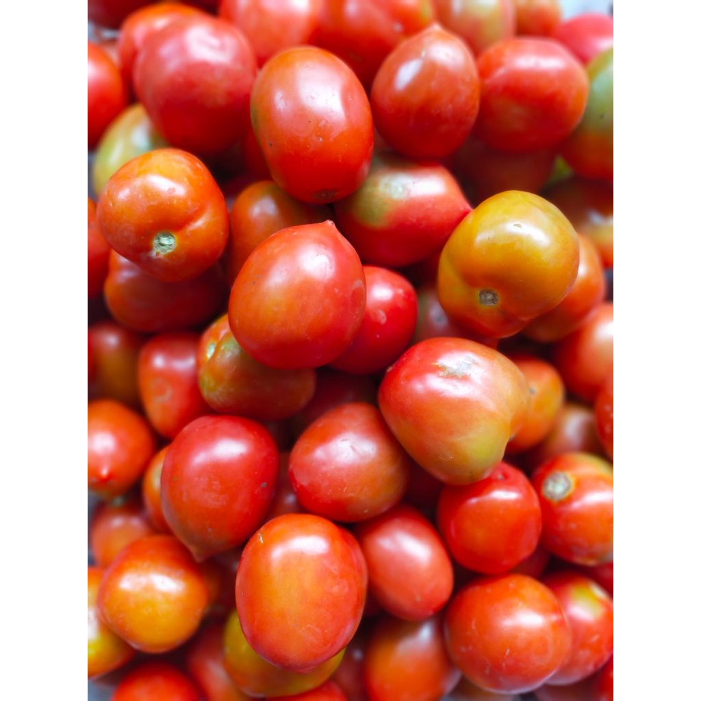 

TOMAT BUAH FRESH 500 GR