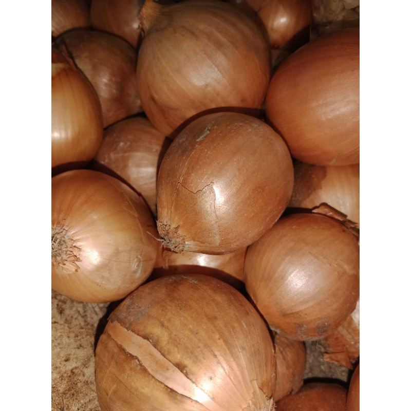 

BAWANG BOMBAY FRESH 500 GR
