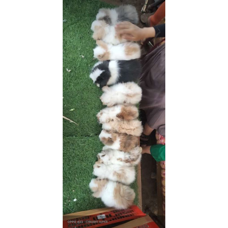 kelinci fuzzy lop lucu