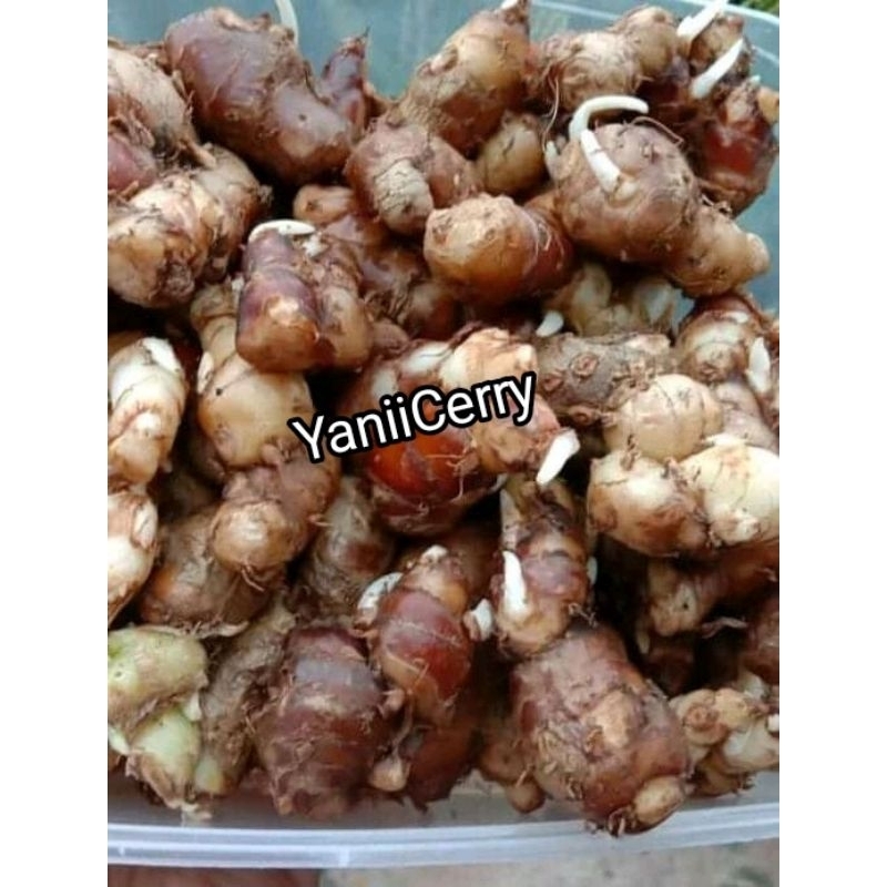 

KENCUR / Cikur segar bersih / 300 gram