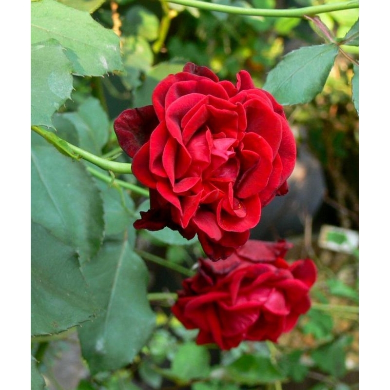 Mawar Import Don Juan - Bunga Mawar Don juan