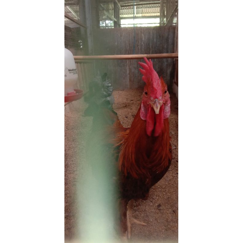 

TELUR AYAM KUNTARA X MERAWANG FERTIL BISA DITETASKAN