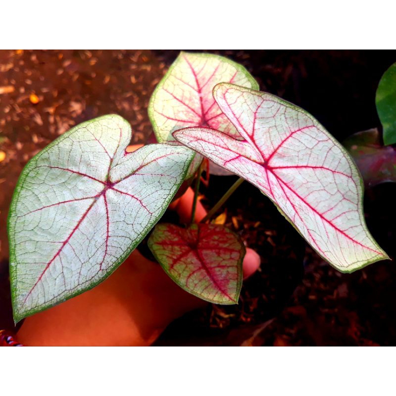 tanaman hias hidup bunga caladium hybrite 13