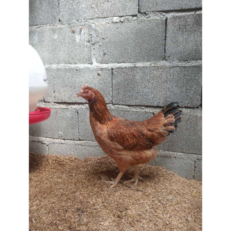 FGFG56846 GARANSI Telur fertil ayam KUB 2 JANAKA 564568
