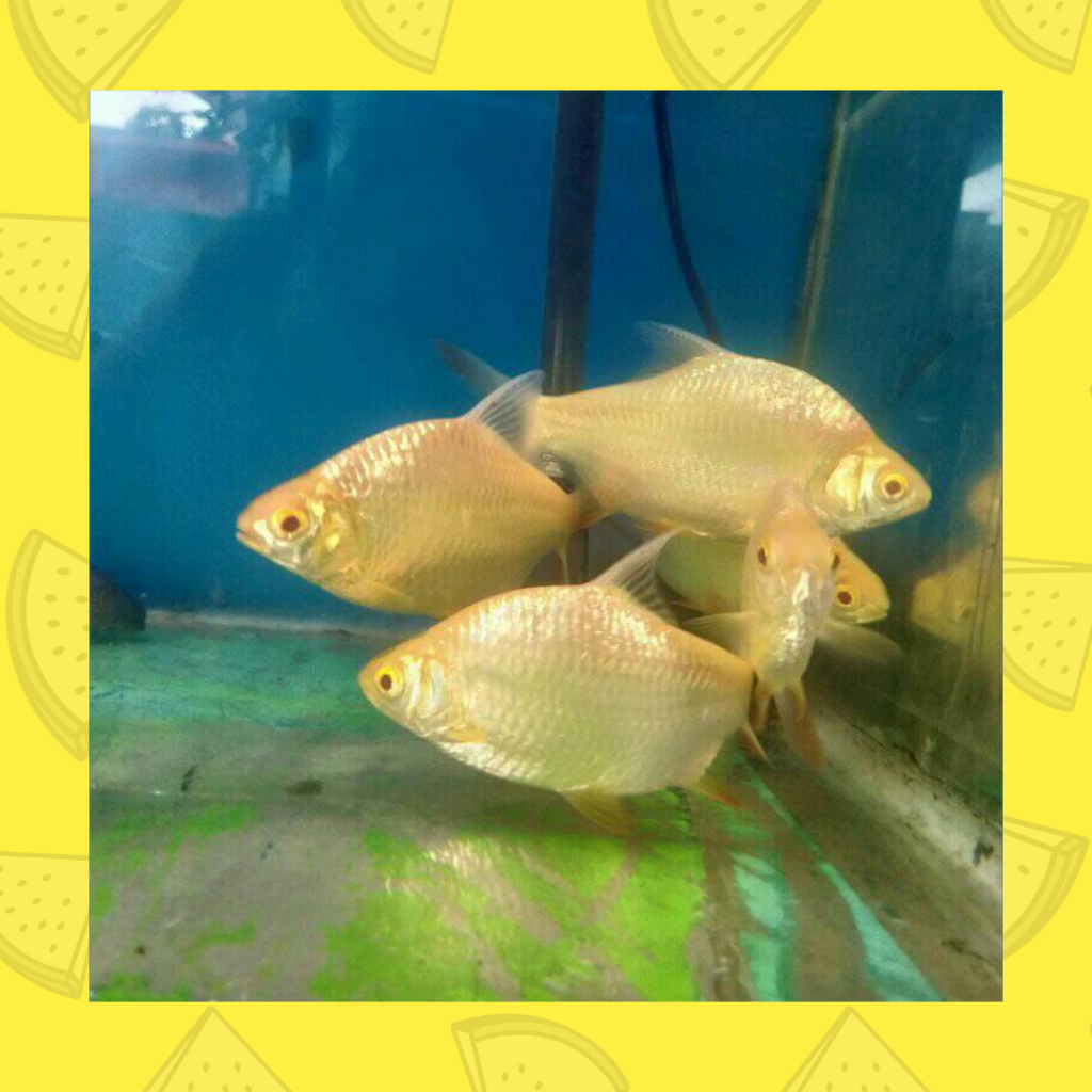 Ikan Kaviat Albino