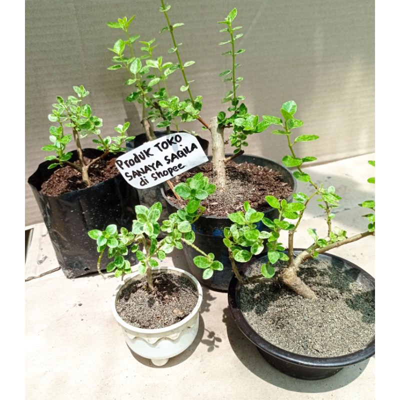 bahan bonsai sancang varigata mame