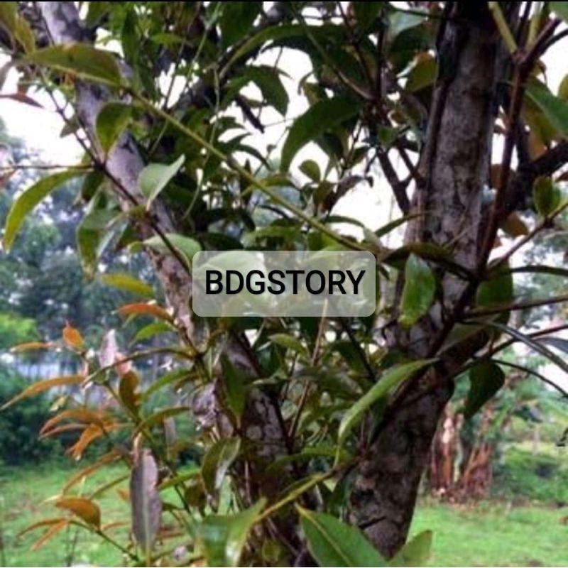 

jual benalu pohon teh segar paket 500 gram