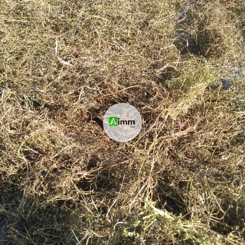 

RUMPUT MUTIARA KERING - SIMPLISIA RUMPUT MUTIARA - 500 GRAM