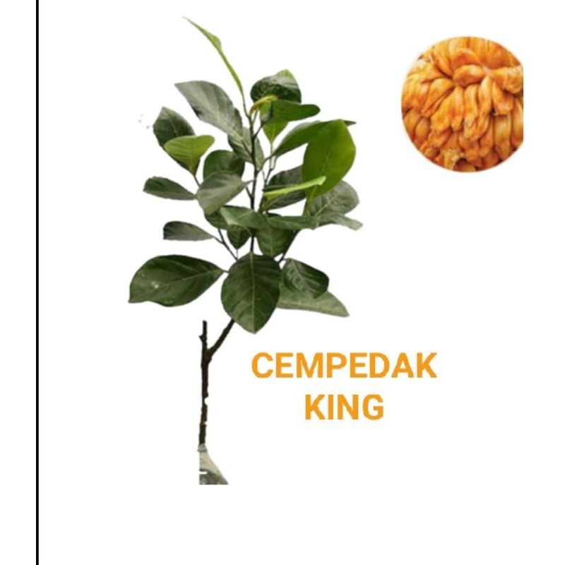 Bibit cempedak king