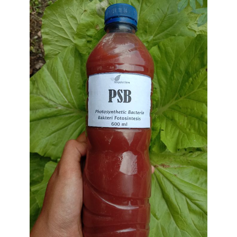 PSB (Photosintesis Bacteria) Bakteri fotosintesis bisa digunakan sebagai biang