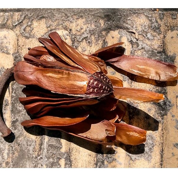 biji buah mahoni asli pahit